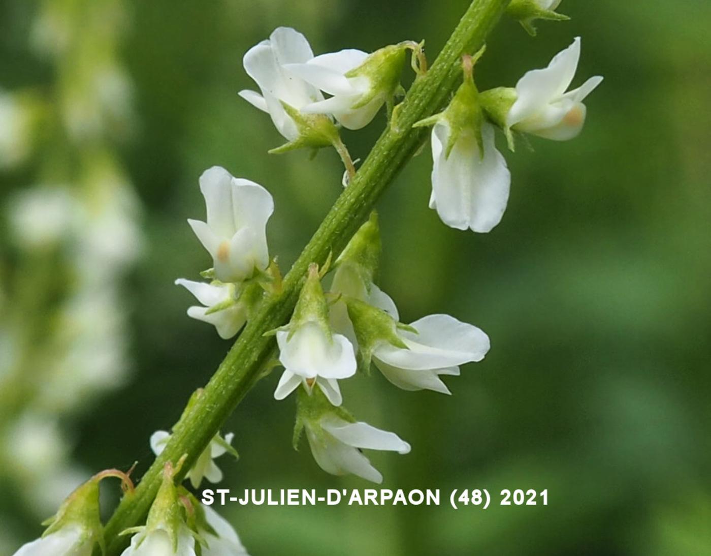 Melilot, White flower